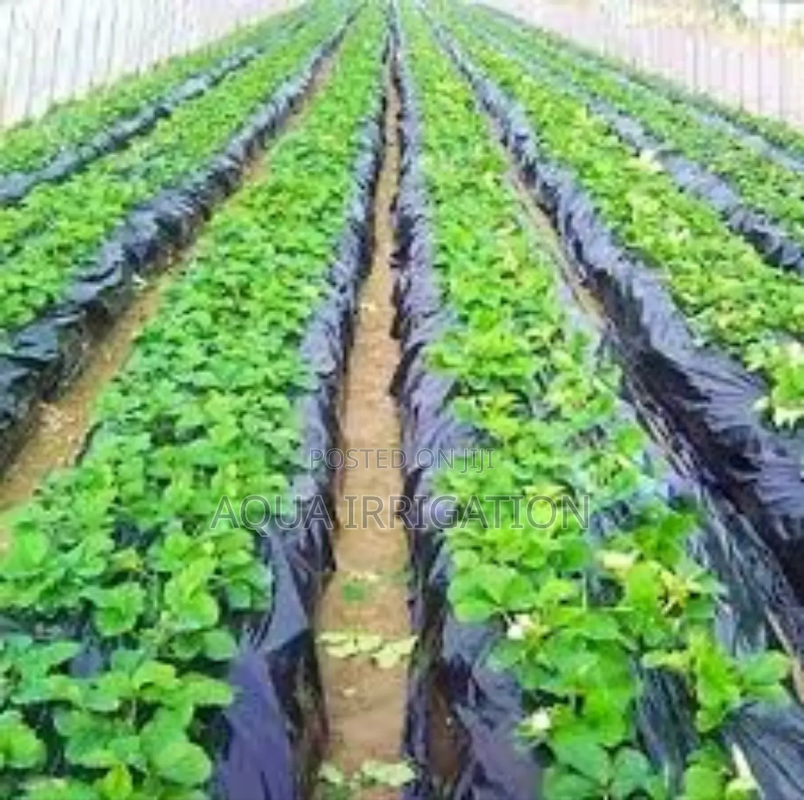 Mulch Film Paper – The Secret to High Yields