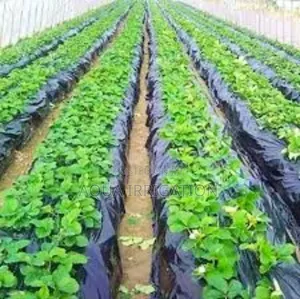 Mulch Film Paper – The Secret to High Yields