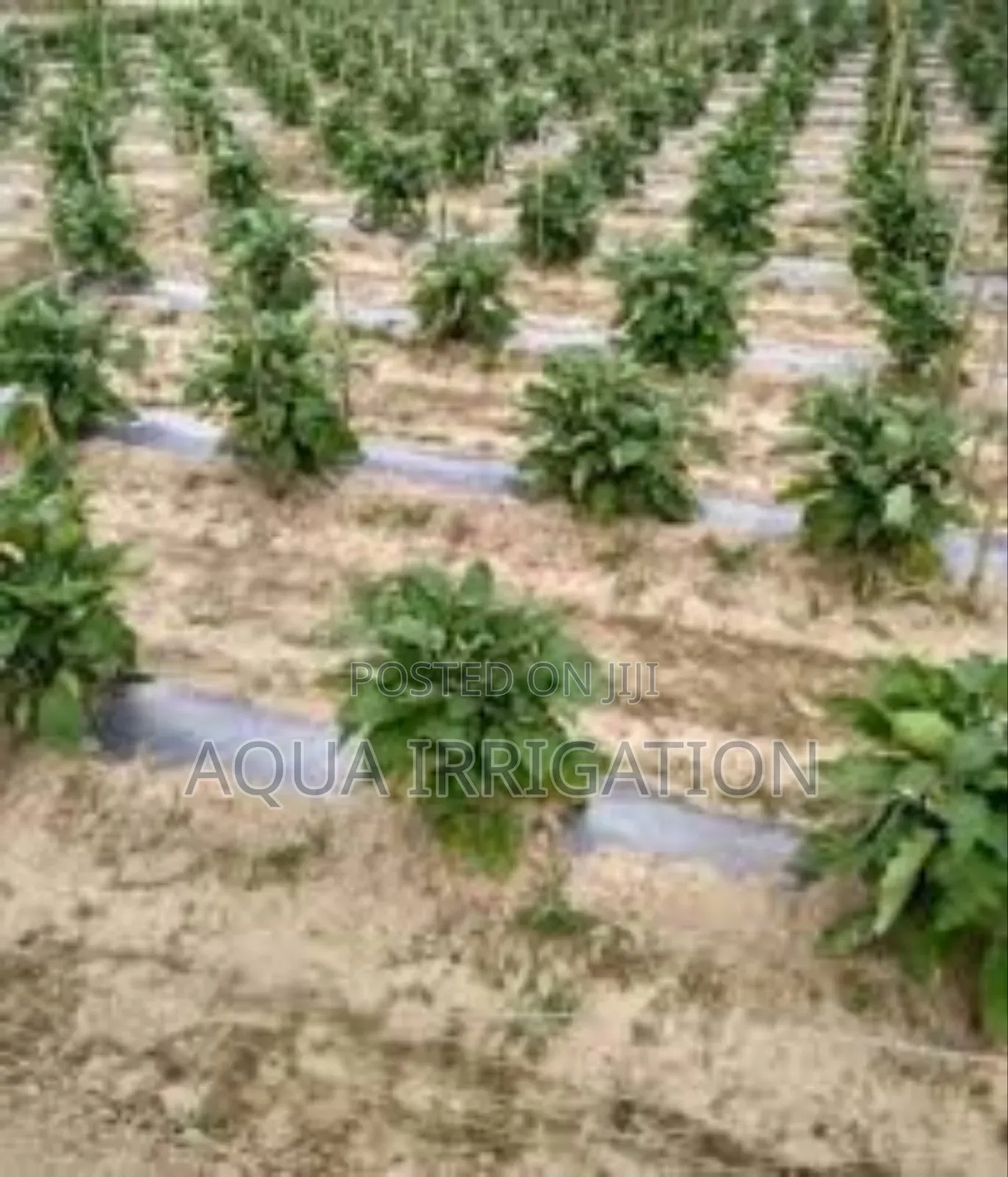 Protect Roots Improve Growth With Mulch