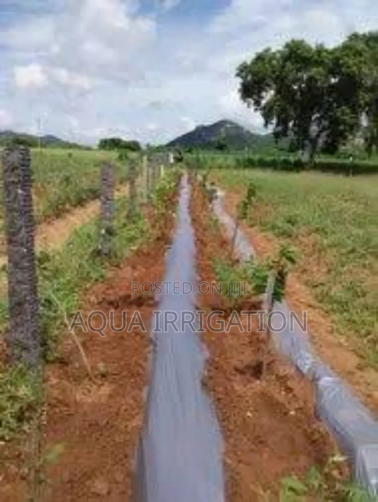 Efficient Water Use With Mulch Film Paper!
