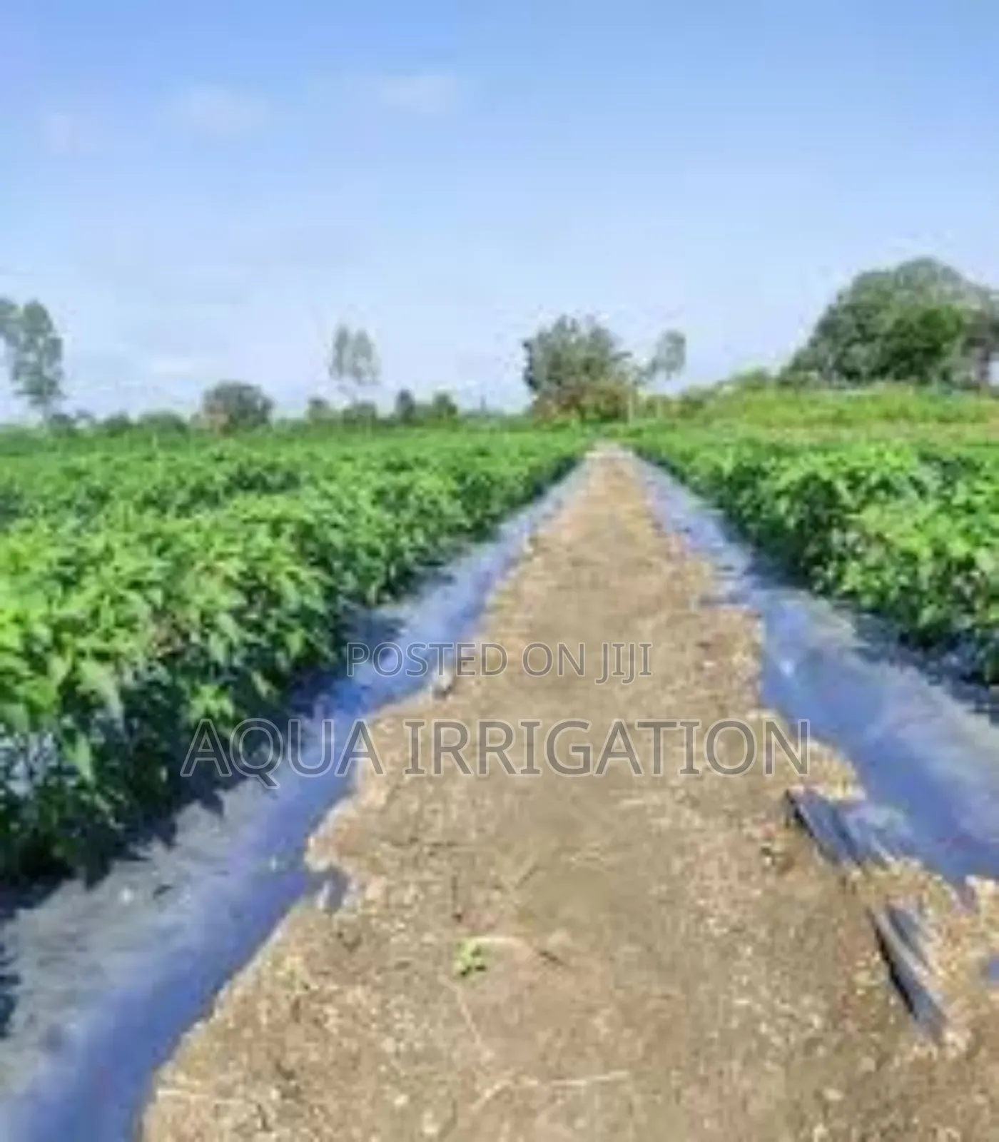 Mulch Film: Smart Farming Made Simple!