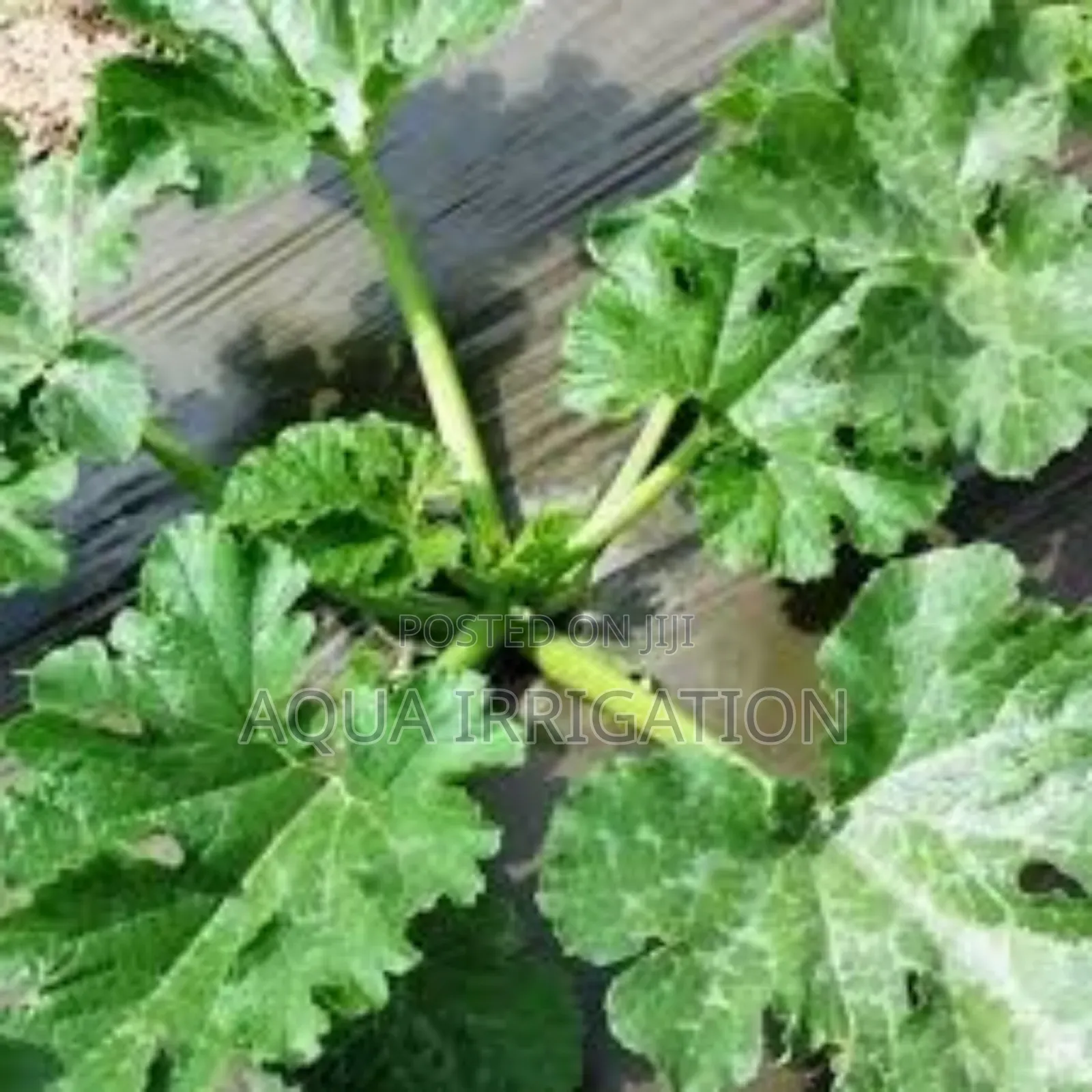 Best Mulch Film for Weed-Free Farming