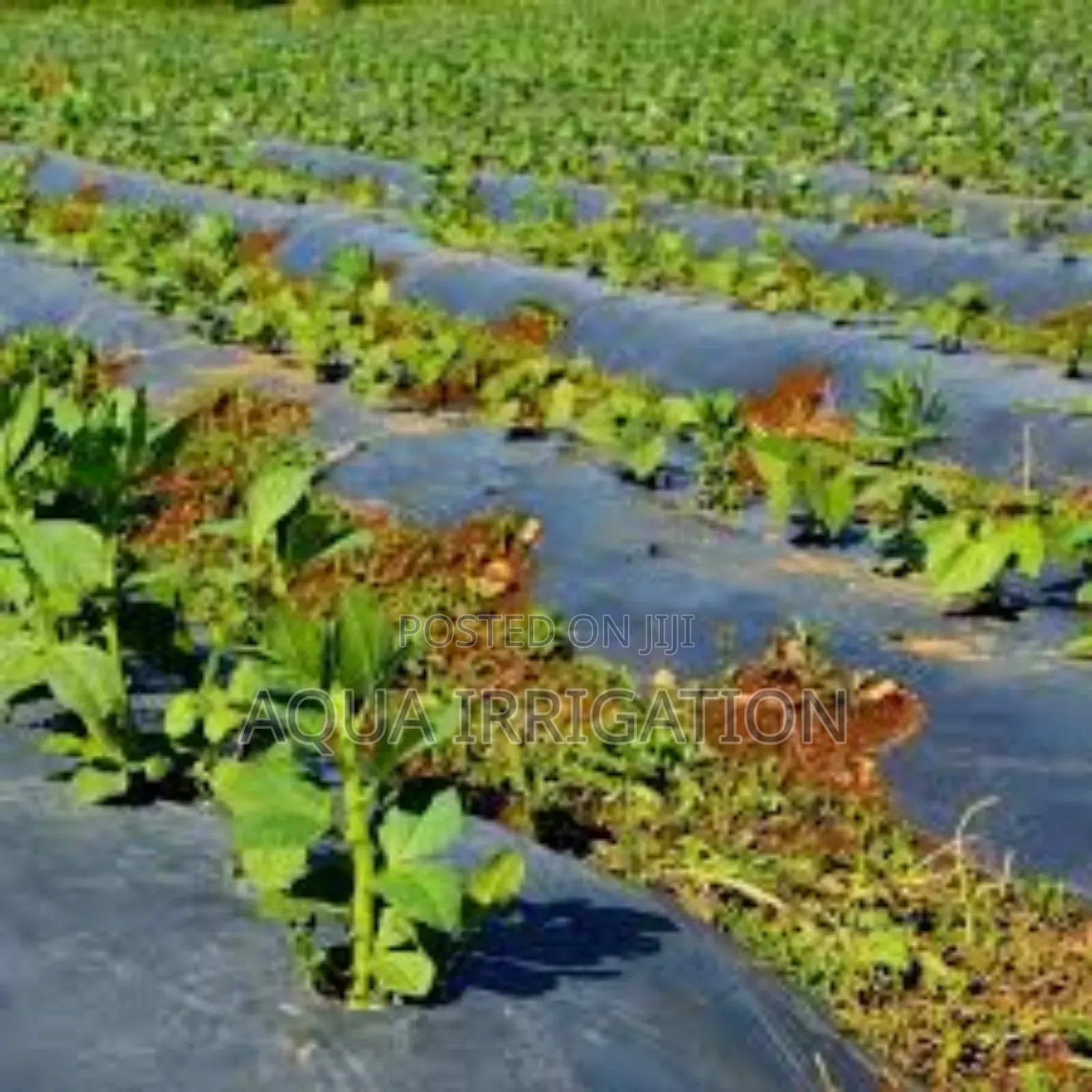 Get the Best Mulch Film for Your Crops