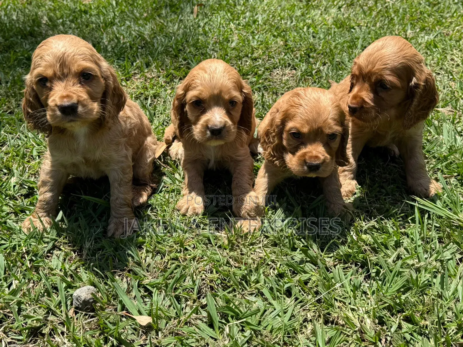 1-3 months Female Purebred English Cocker Spaniel