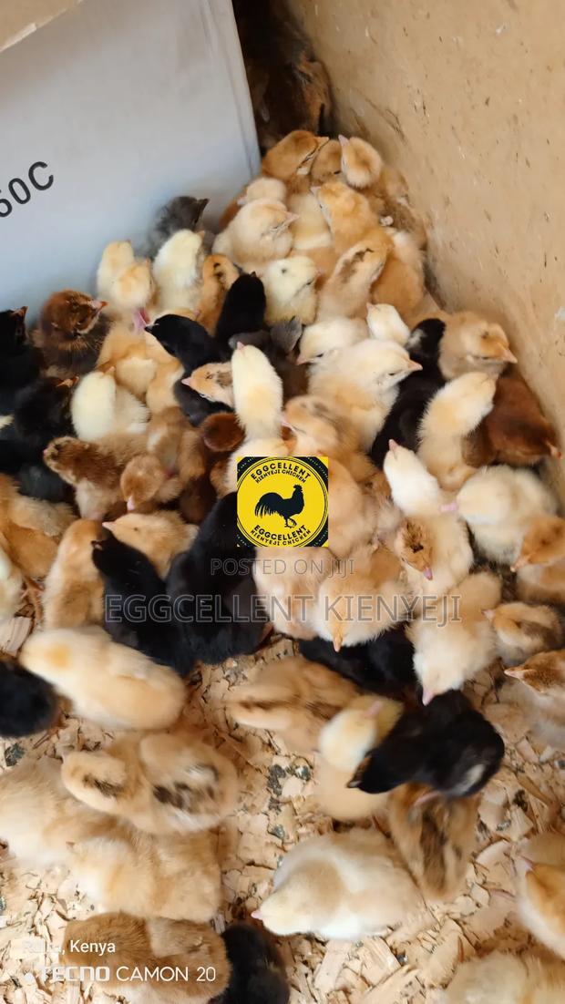 F1 Day Old Sasso and Kuroiler Improved Kienyeji Chicks