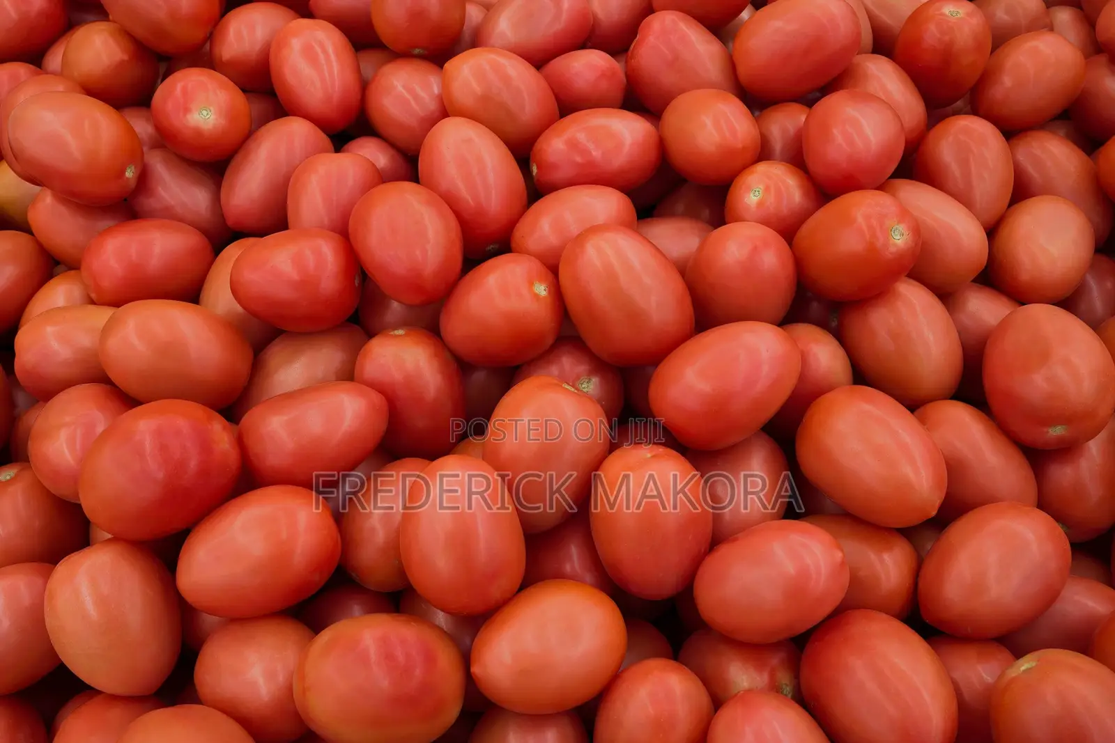 Anna F1 Tomatoes