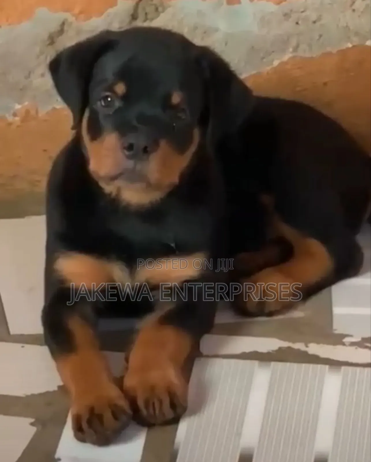 1-3 months Male Purebred Rottweiler