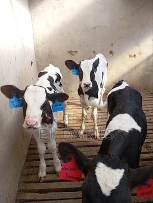 Perdigree Young Calves - thumbnail 2
