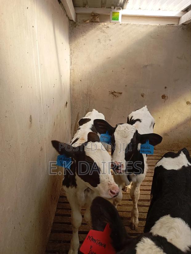 Perdigree Young Calves - thumbnail 3