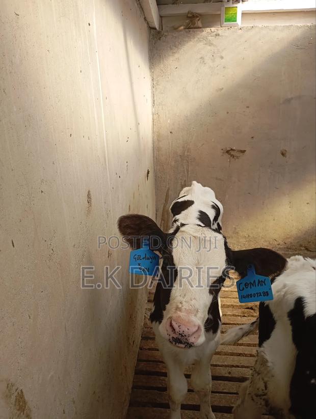 Perdigree Young Calves - thumbnail 4