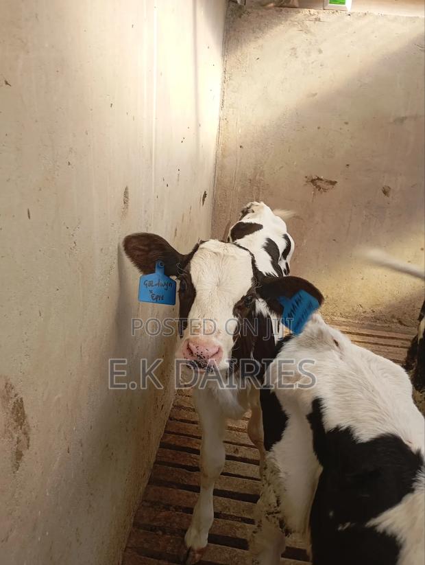 Perdigree Young Calves - thumbnail 5