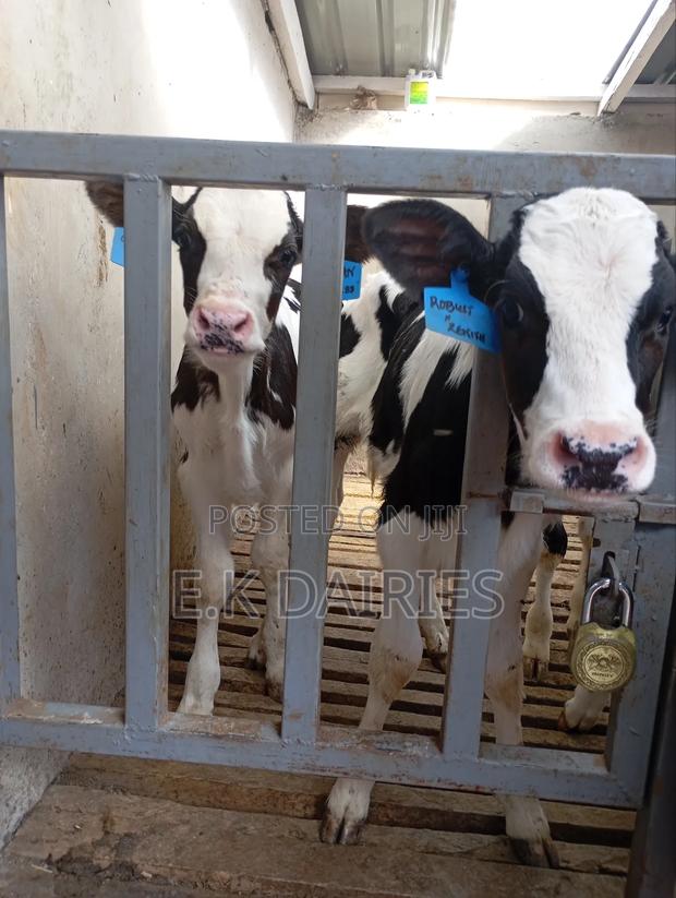 Perdigree Young Calves - thumbnail 6