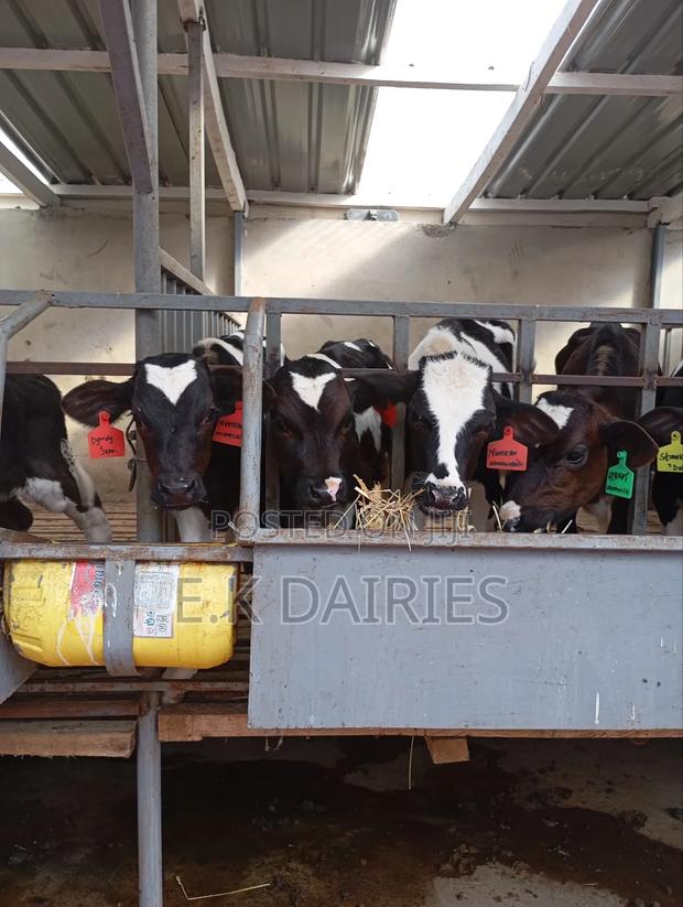 Perdigree Young Calves - thumbnail 7