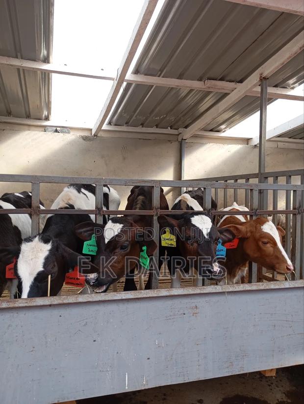 Perdigree Young Calves - thumbnail 8