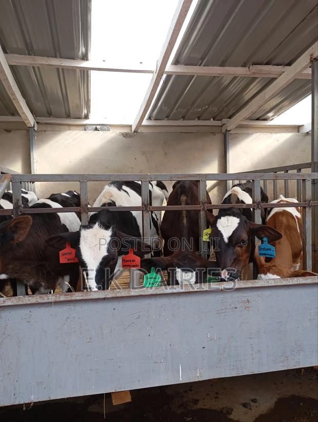 Perdigree Young Calves - thumbnail 9