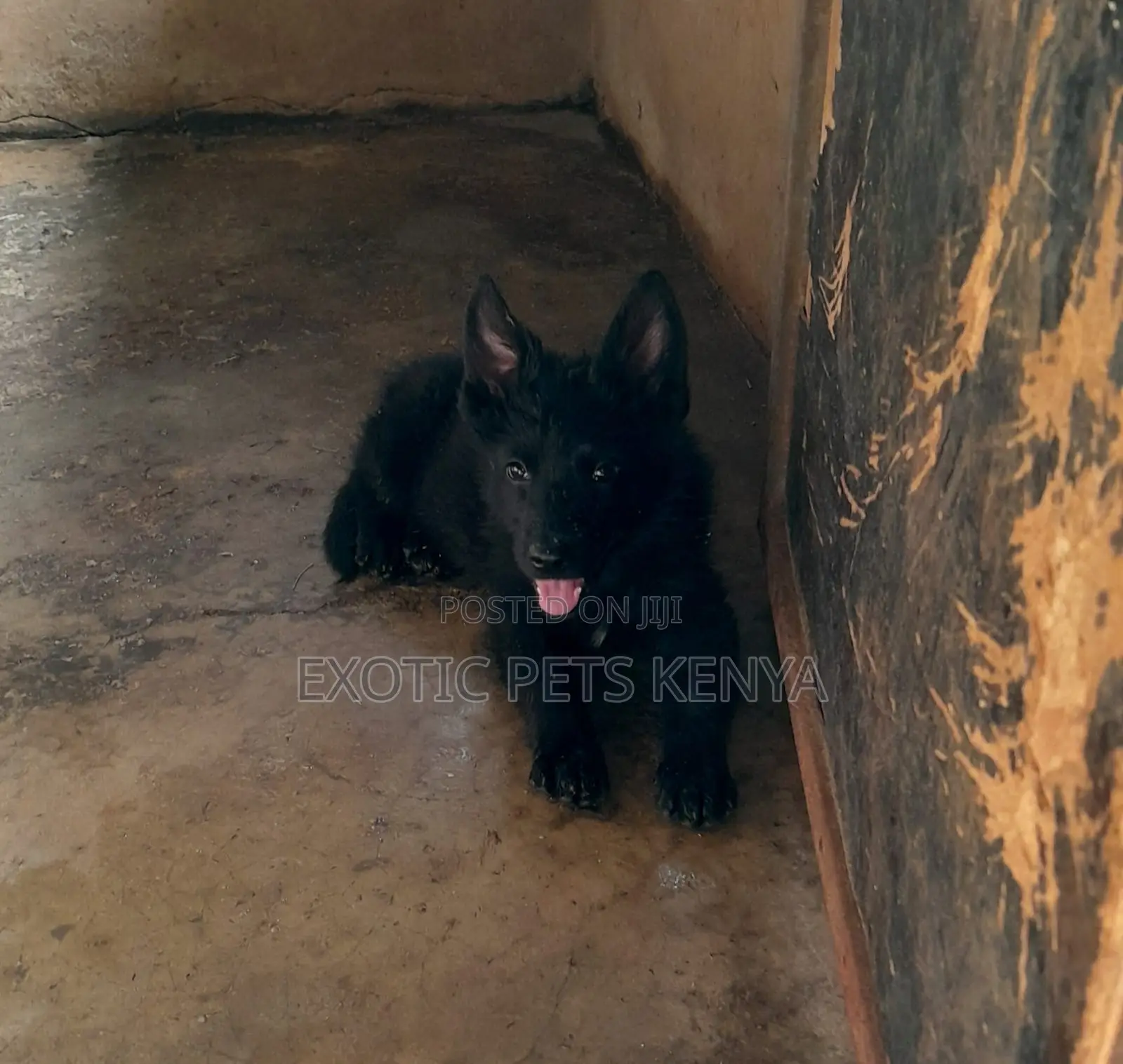 1-3 months Male Purebred German Shepherd