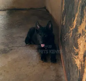 1-3 months Male Purebred German Shepherd