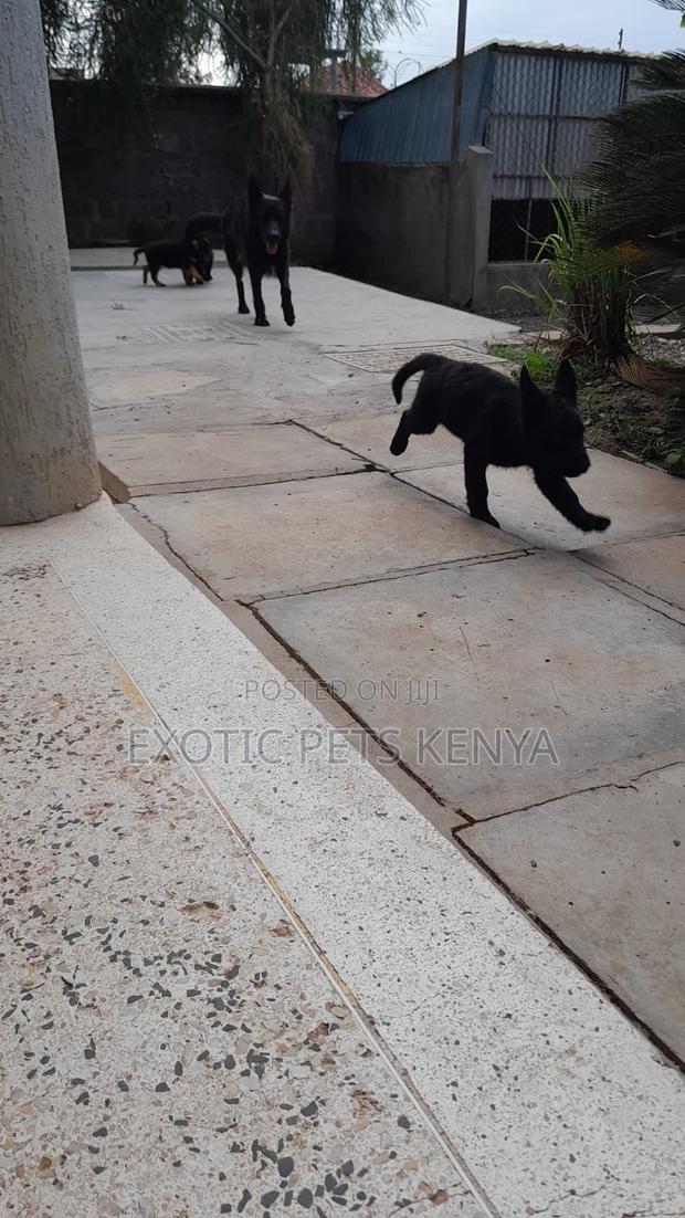 1-3 months Male Purebred German Shepherd - thumbnail 3