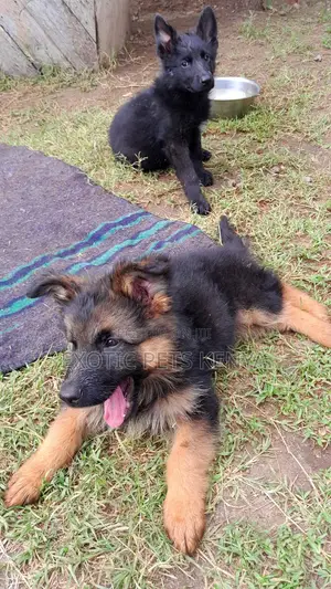 1-3 months Male Purebred German Shepherd