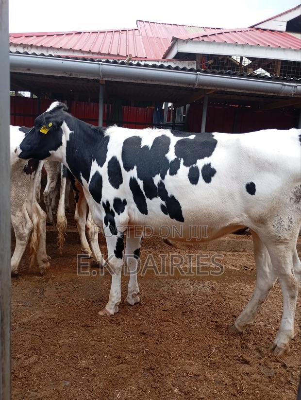 Perdigree Incalf Heifers - main view