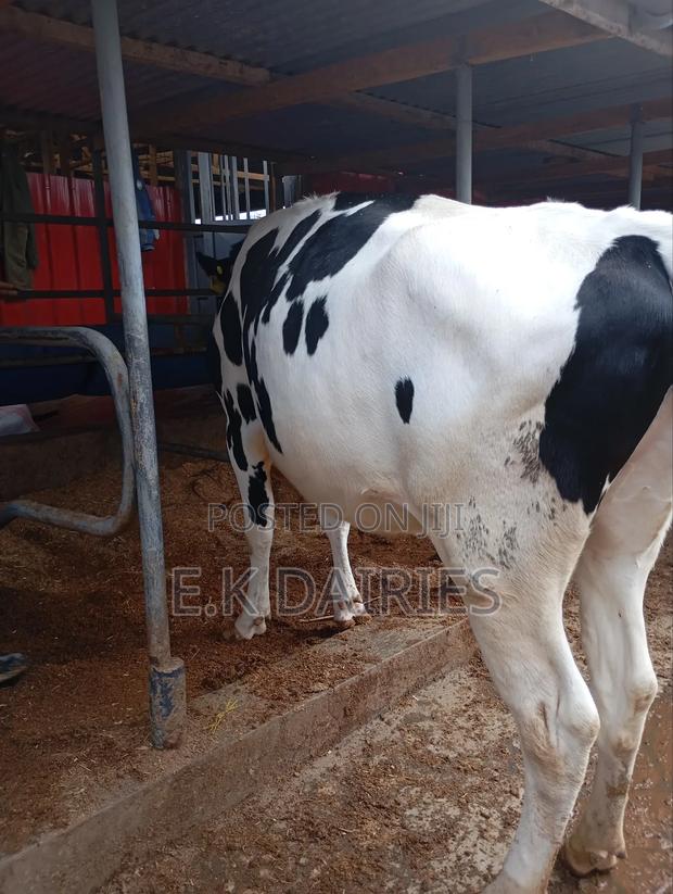 Perdigree Incalf Heifers - thumbnail 3