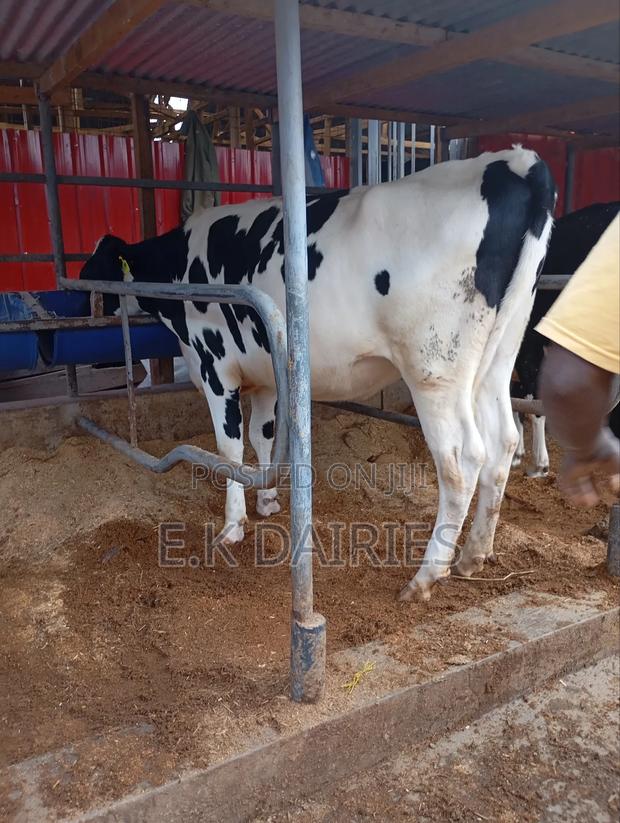 Perdigree Incalf Heifers - thumbnail 4