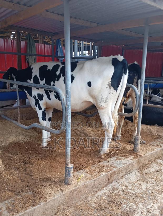 Perdigree Incalf Heifers - thumbnail 5