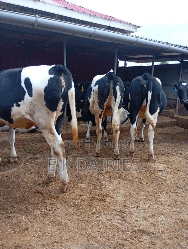 Perdigree Incalf Heifers - thumbnail 6