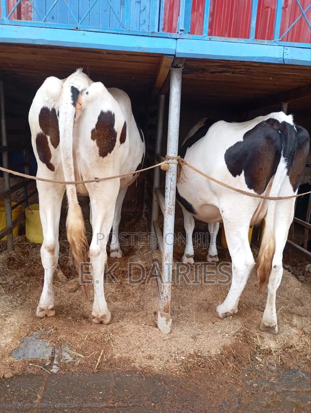 Perdigree Incalf Heifers - thumbnail 7