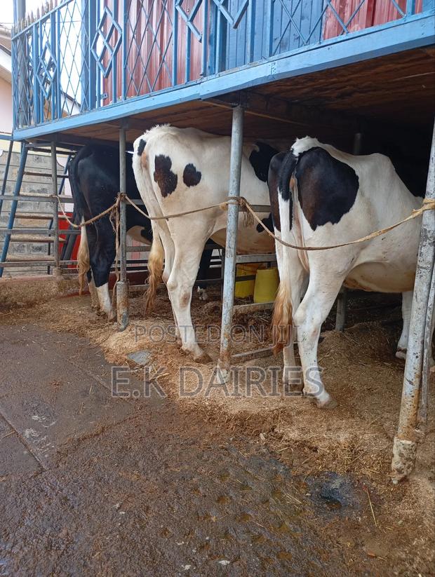 Perdigree Incalf Heifers - thumbnail 8