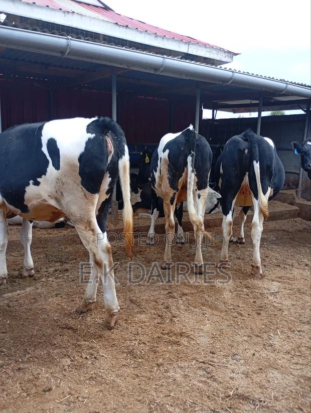 Perdigree Incalf Heifers - thumbnail 9