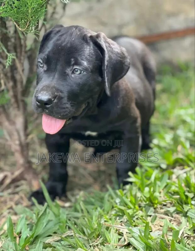 1-3 months Male Purebred Boerboel