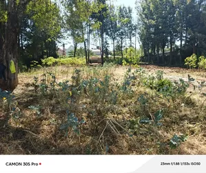 1/2 Acre Lower Elgonview With Title.