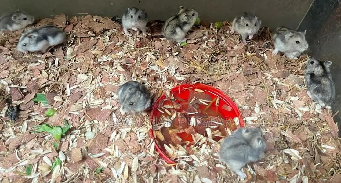 Female Russian Dwarf Hamsters Pets - Grey Color