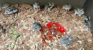 Female Russian Dwarf Hamsters Pets - Grey Color