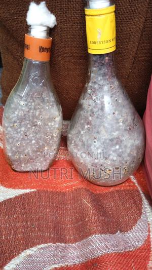 Oyster Mushroom Seeds/ Spawn - main view