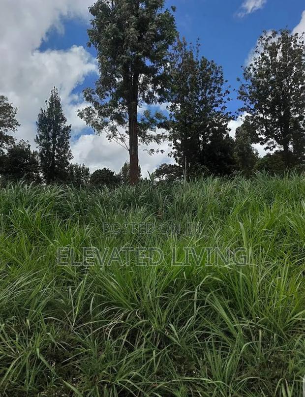 Baraka Gardens - thumbnail 8