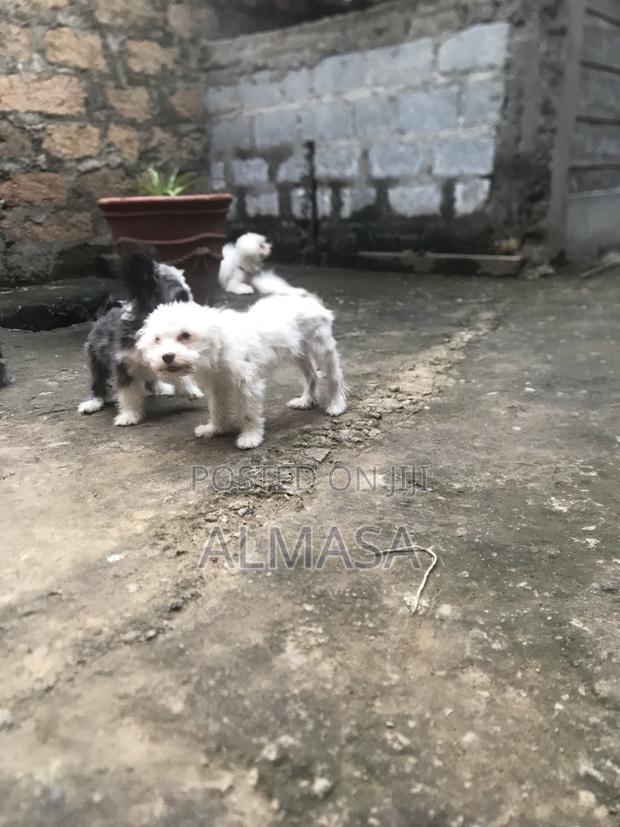 3-6 months Male Purebred Maltese - thumbnail 4