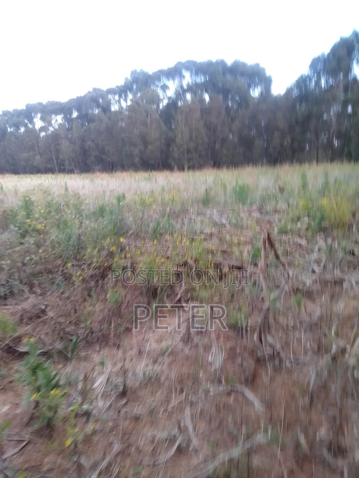 1/2 Acre Productive Land in Nyandarua