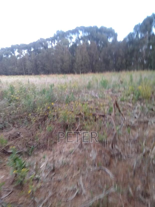1/2 Acre Productive Land in Nyandarua - thumbnail 2