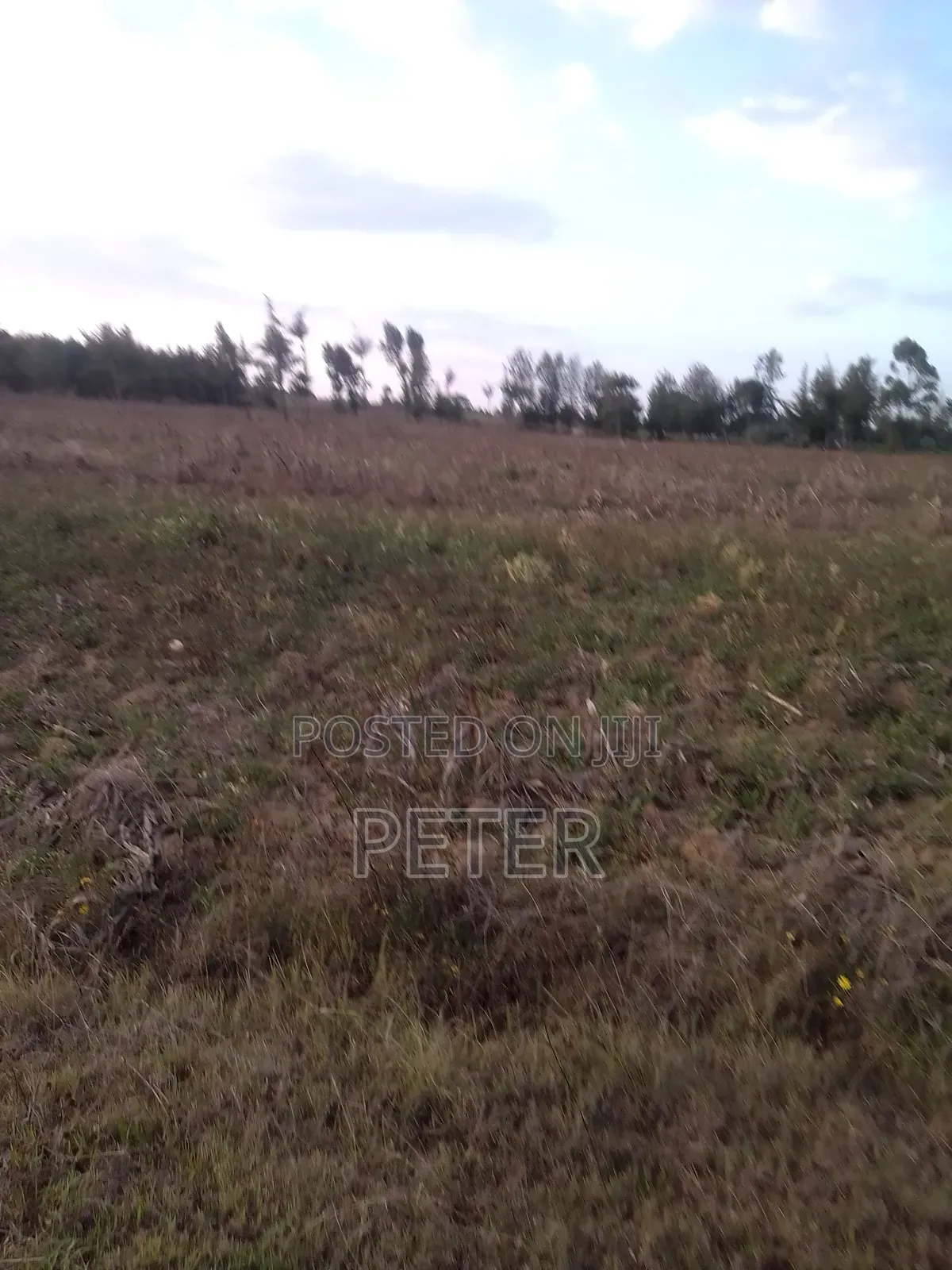 1/2 Acre Productive Land in Nyandarua