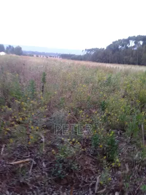 1/2 Acre Productive Land in Nyandarua