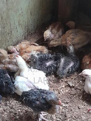 Kenbro Chicken - thumbnail 2