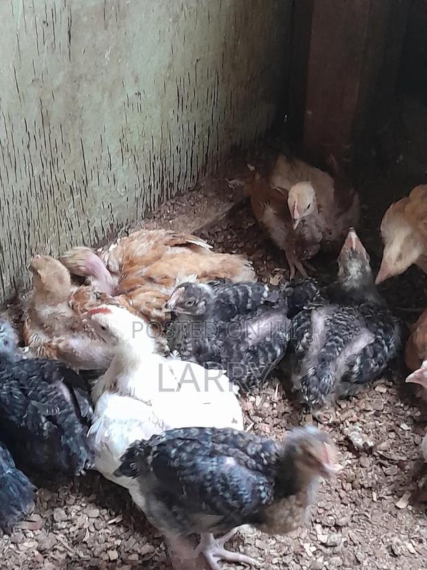 Kenbro Chicken - thumbnail 3