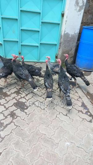 Turkey for Sale - main view