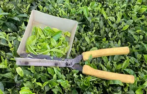Manual Tea Plucking Sheers.