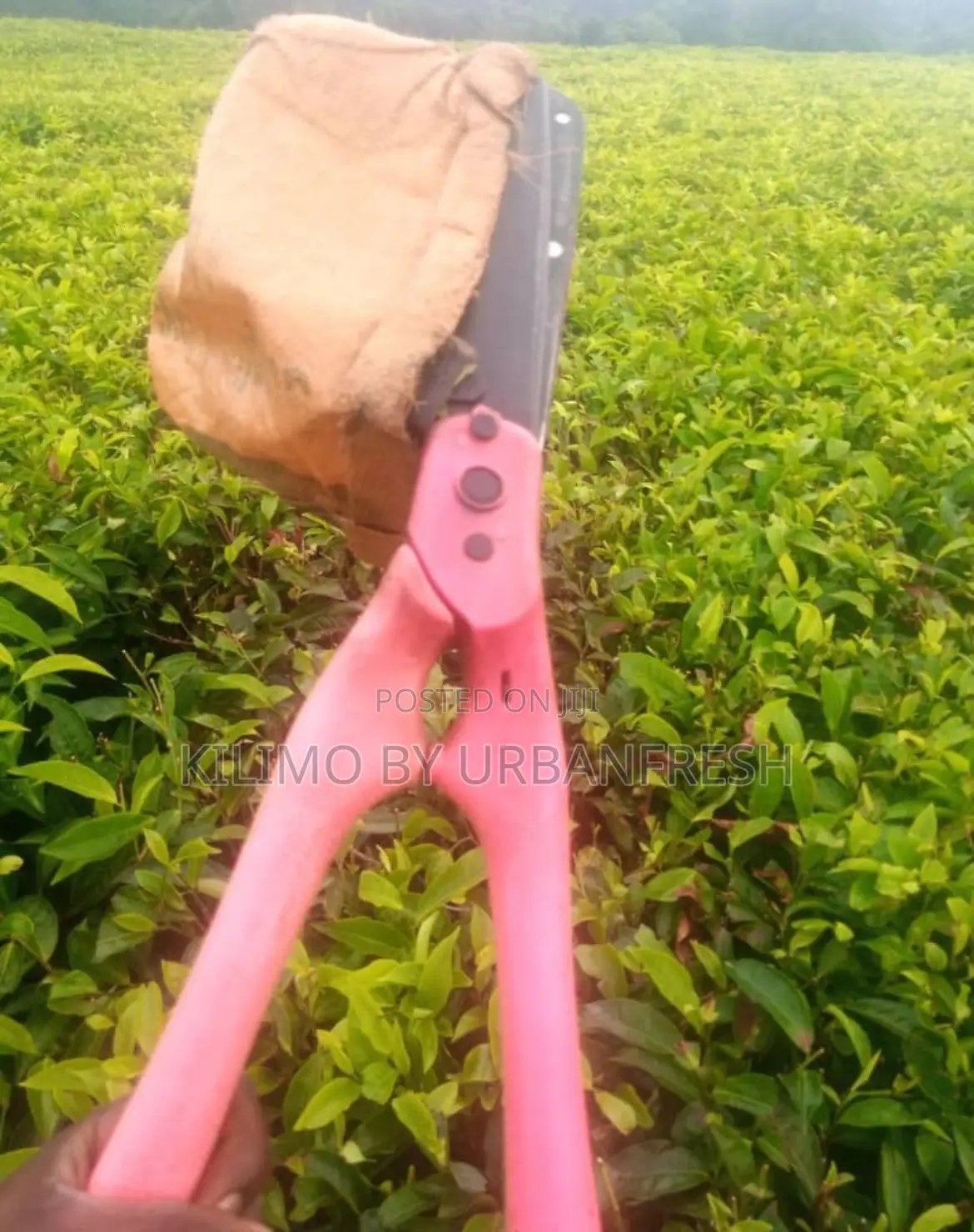 Manual Tea Plucking Sheers.