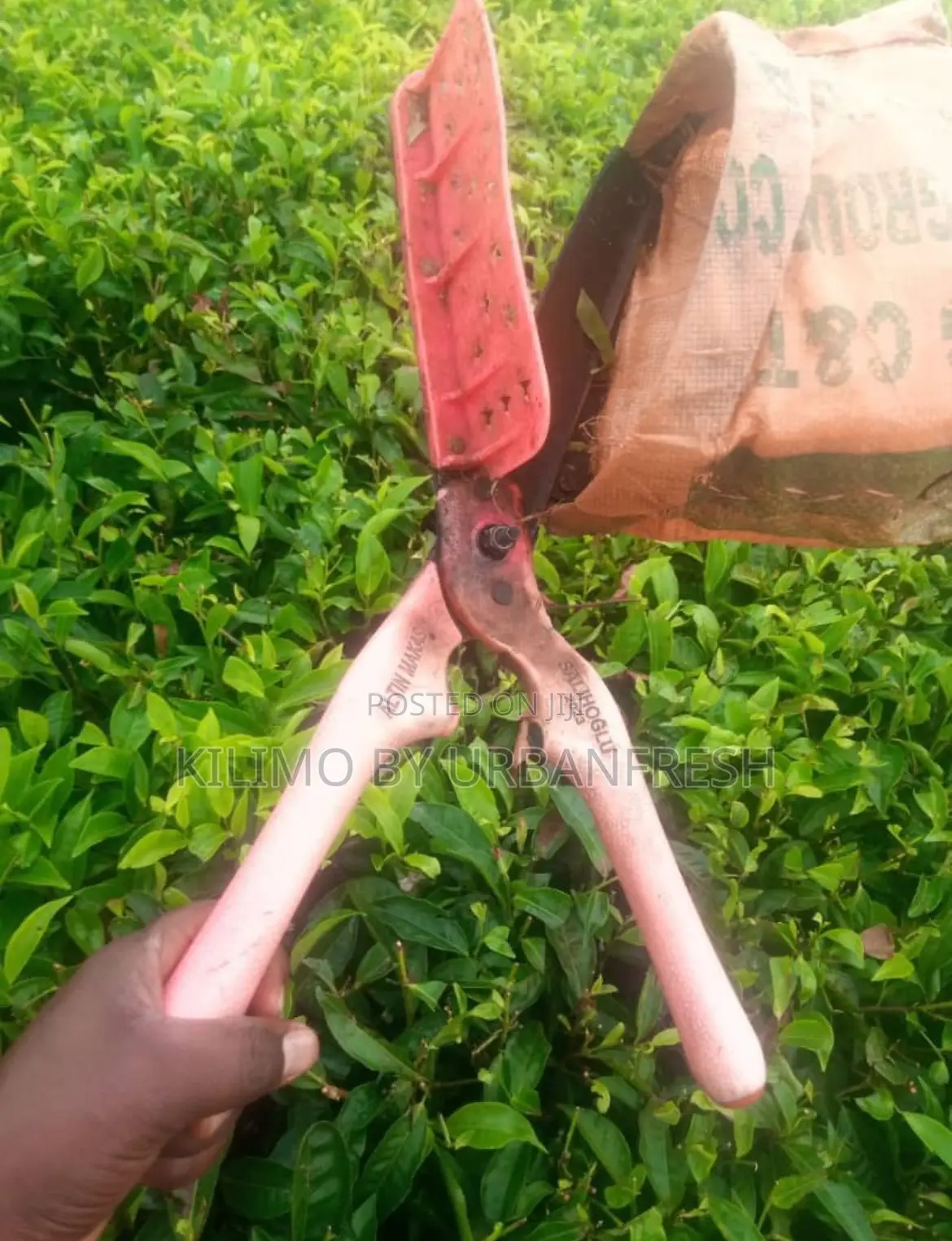 Manual Tea Plucking Sheers.