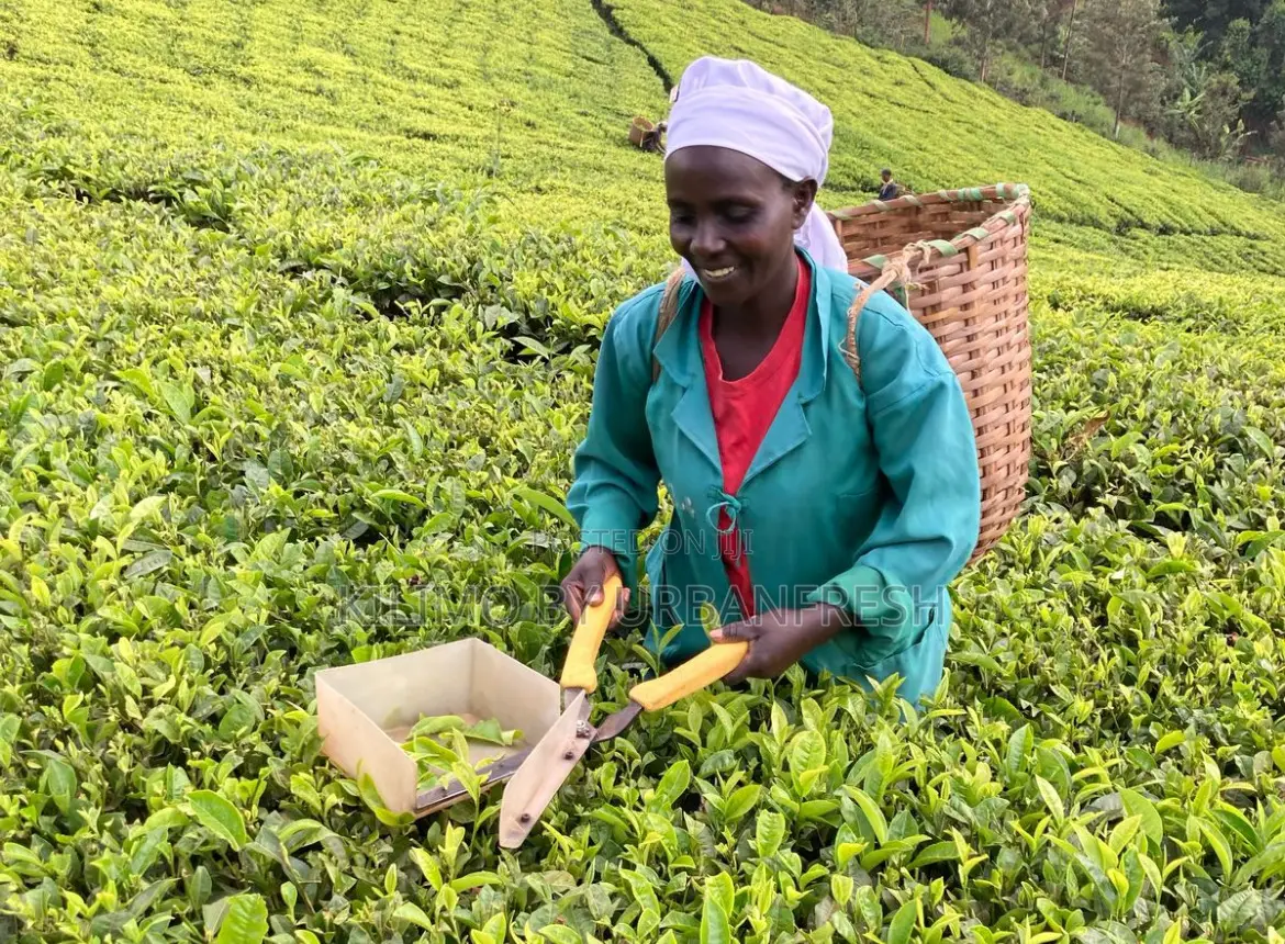 Manual Tea Plucking Sheers.