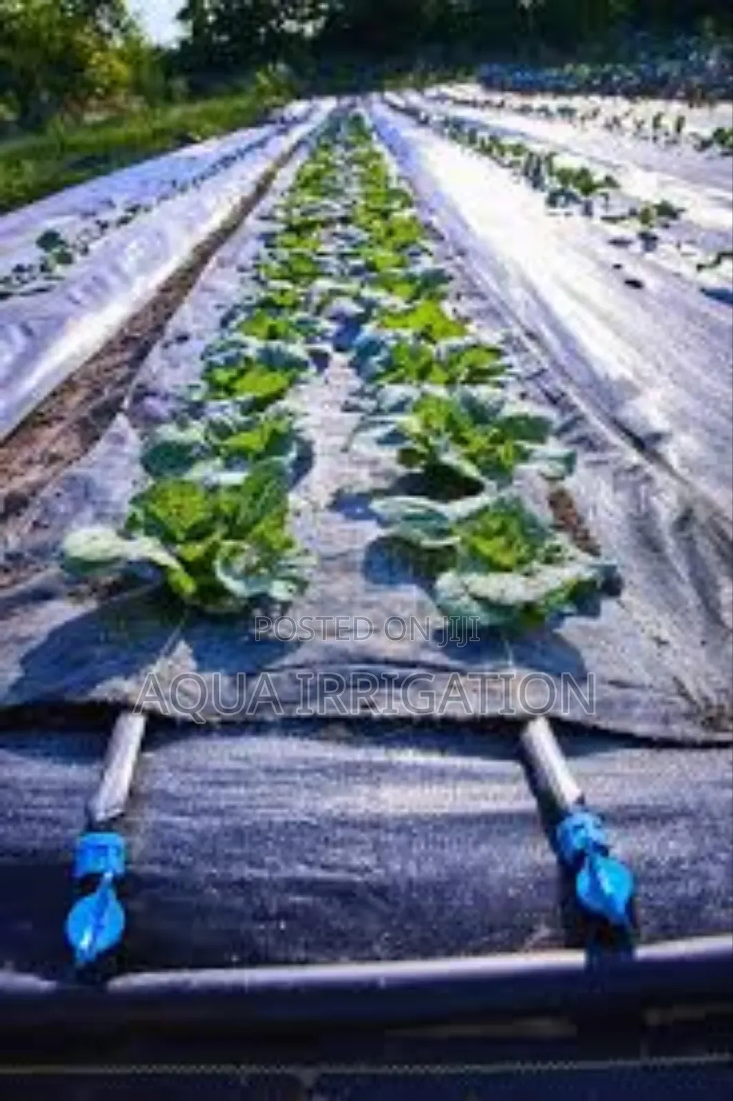Uv-Resistant Mulch Film for Stronger Crops